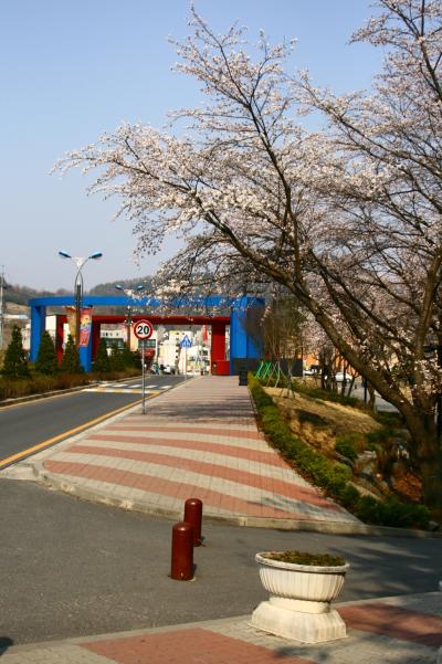 봄꽃핀 중부대 정문
