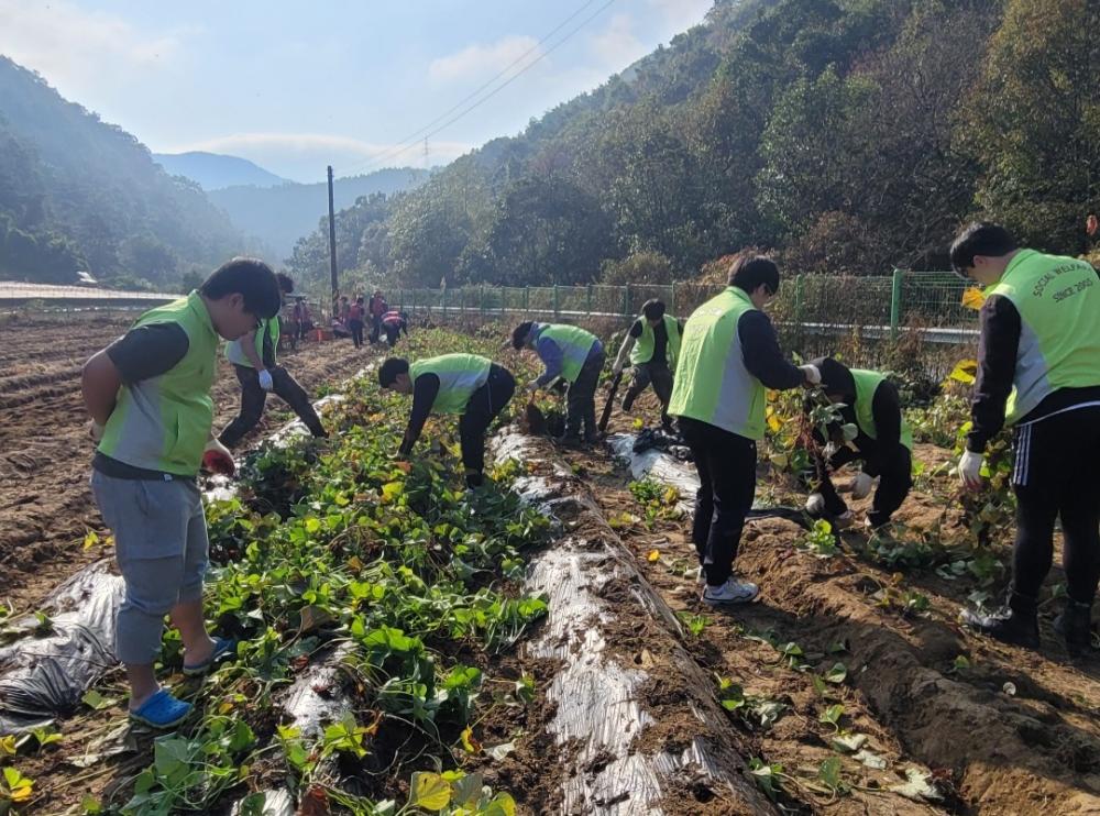 ‘지역사회 고구마 나눔 봉사활동 프로젝트’ 수확 진행 사진2